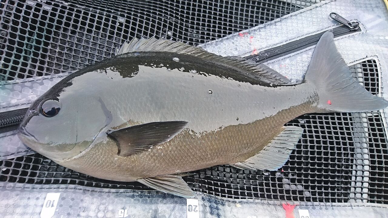 22年3月釣行記録 南伊豆でメジナ釣り 35 までの尾長と口太が15枚の好釣果 フカセ釣り 磯釣り 静岡県南伊豆町 入間 猪丸の釣りとグルメと