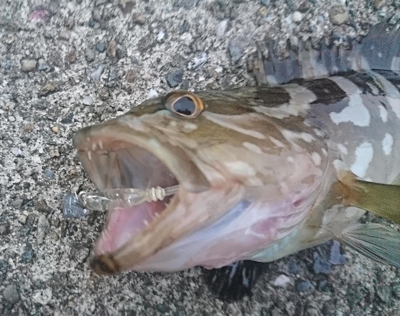 21年7月釣行記録 高知の堤防でライトゲーム 小さいクエとガシラ カサゴ が爆釣 高知県中部の海釣り 猪丸の釣りとグルメと