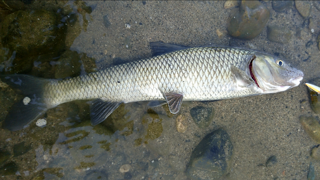 パックロッド】汎用性抜群のコンパクトロッド！ダイワ ファントムTR