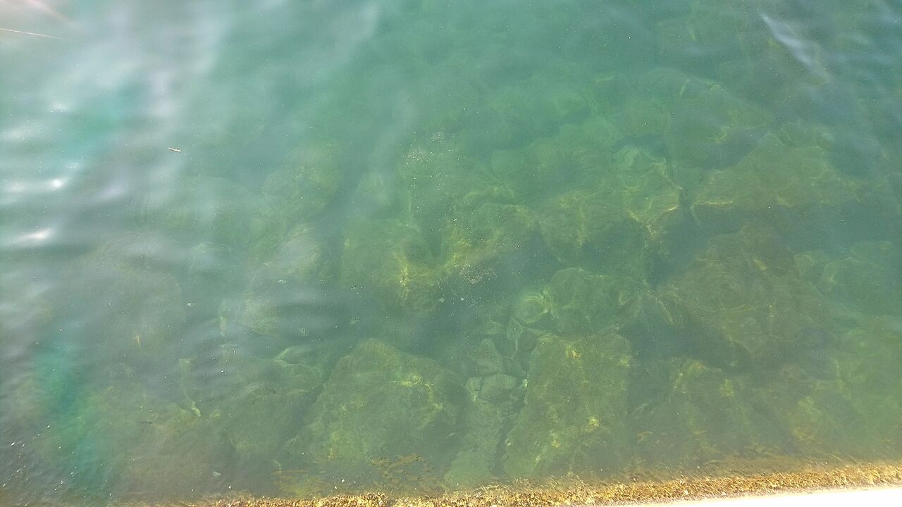 年10月釣行記録 神戸 堤防フカセ釣り 0 8号ハリスの実力やいかに グレスペシャルgチューン1 5号5 3m 簡易インプレ 猪丸の釣り とグルメと