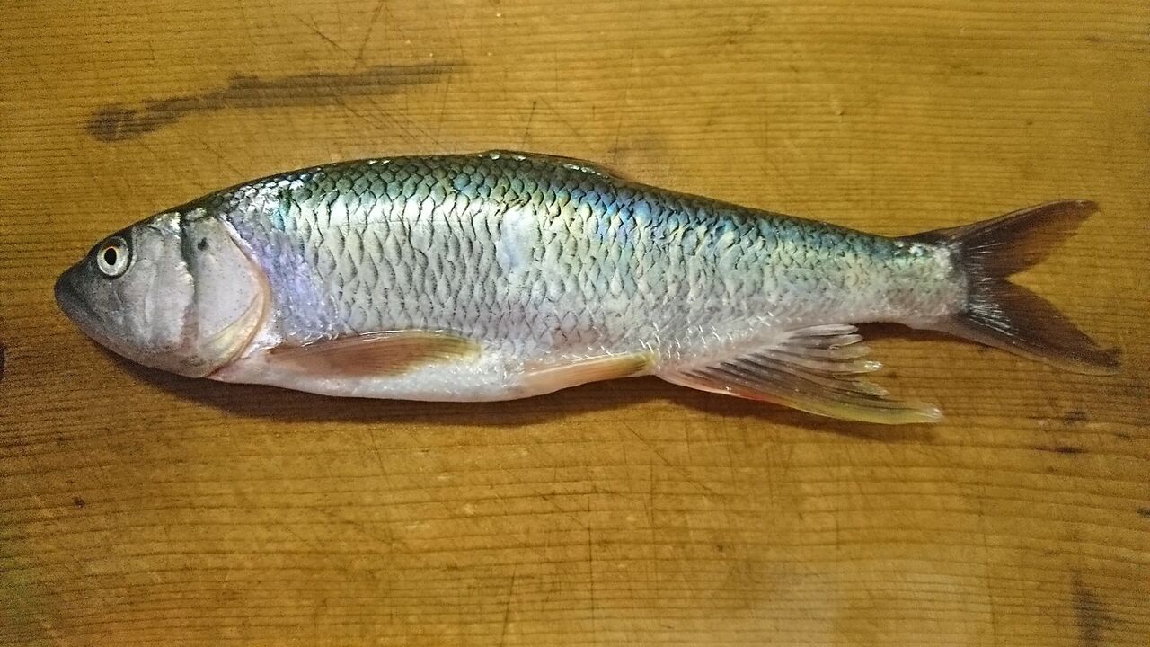 21年6月釣行記録 ケタバス釣り 琵琶湖でハス釣り 肉食淡水魚をルアーで狙う ハス釣り ハス料理 猪丸の釣りとグルメと 21年6月釣行記録 ケタバス釣り 琵琶湖でハス釣り 肉食淡水魚をルアーで狙う ハス釣り ハス料理 猪丸の釣りとグルメと