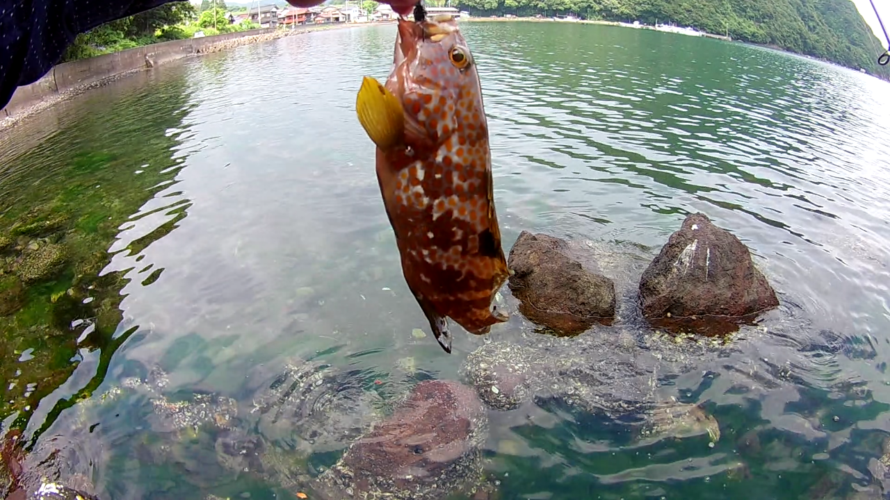 堤防 ゴロタ 磯で アコウ キジハタ の釣り方 狙い方 餌 ルアー 泳がせ 日本海 若狭湾エリア 動画あり 猪丸の釣りとその他諸々 堤防 ゴロタ 磯で アコウ キジハタ の釣り方 狙い方 餌 ルアー 泳がせ 日本海 若狭湾エリア 動画あり 猪丸の釣りとその他諸々