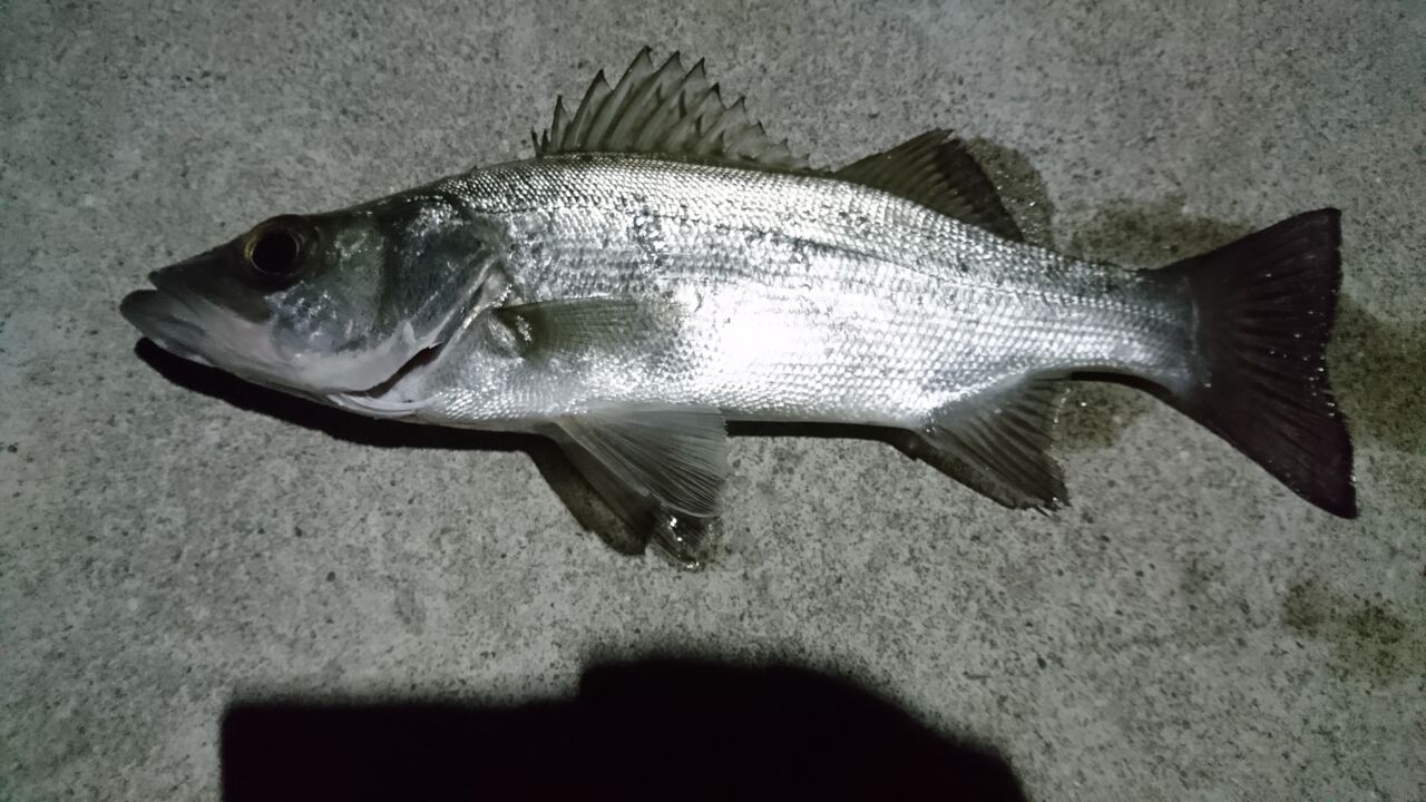 年釣行記録 お正月に冬のメッキ釣り パックロッドで常夜灯をランガン 高知 冬のエバ釣り 猪丸の釣りとその他諸々