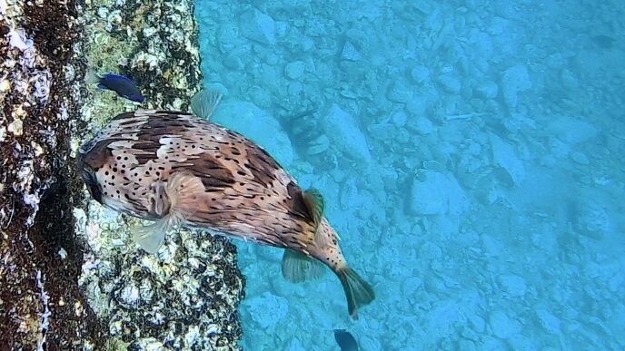 高知 柏島ブルーの海に行きました 魚の水中写真アリ 高知県幡多郡大月町 猪丸の釣りとグルメと 高知 柏島ブルーの海に行きました 魚の水中写真アリ 高知県幡多郡大月町 猪丸の釣りとグルメと