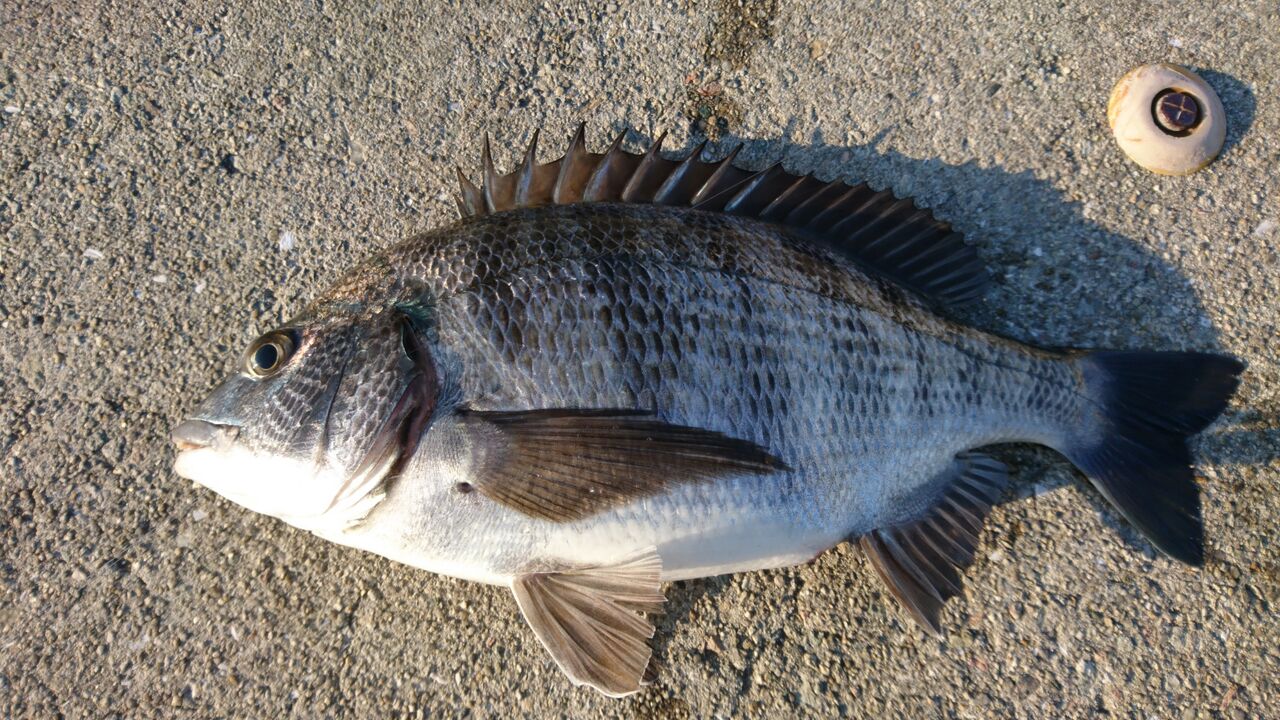 年3月釣行記録 神戸 垂水方面 フカセ釣りでのっこみチヌ 猪丸の釣りとグルメと