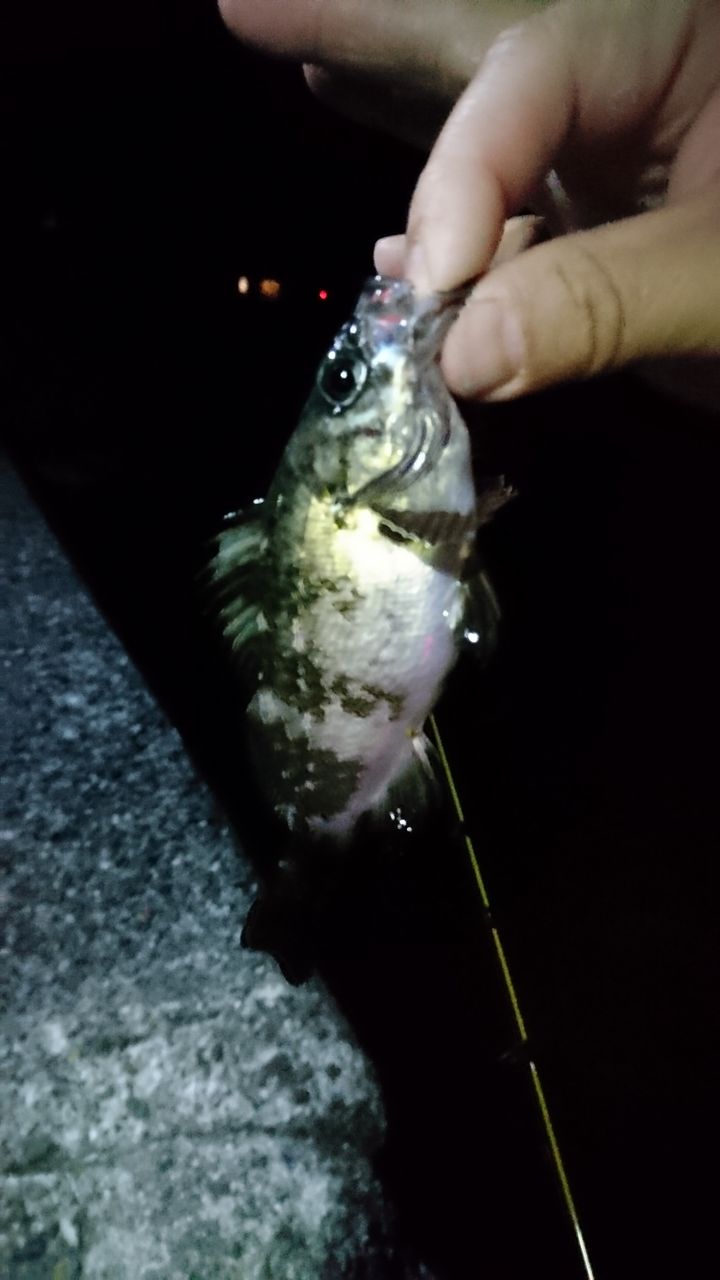19年4月5日 釣行記録 京都の海釣り 若狭湾メバリングで14匹 猪丸の釣りとグルメと 19年4月5日 釣行記録 京都の海釣り 若狭湾メバリングで14匹 猪丸の釣りとグルメと