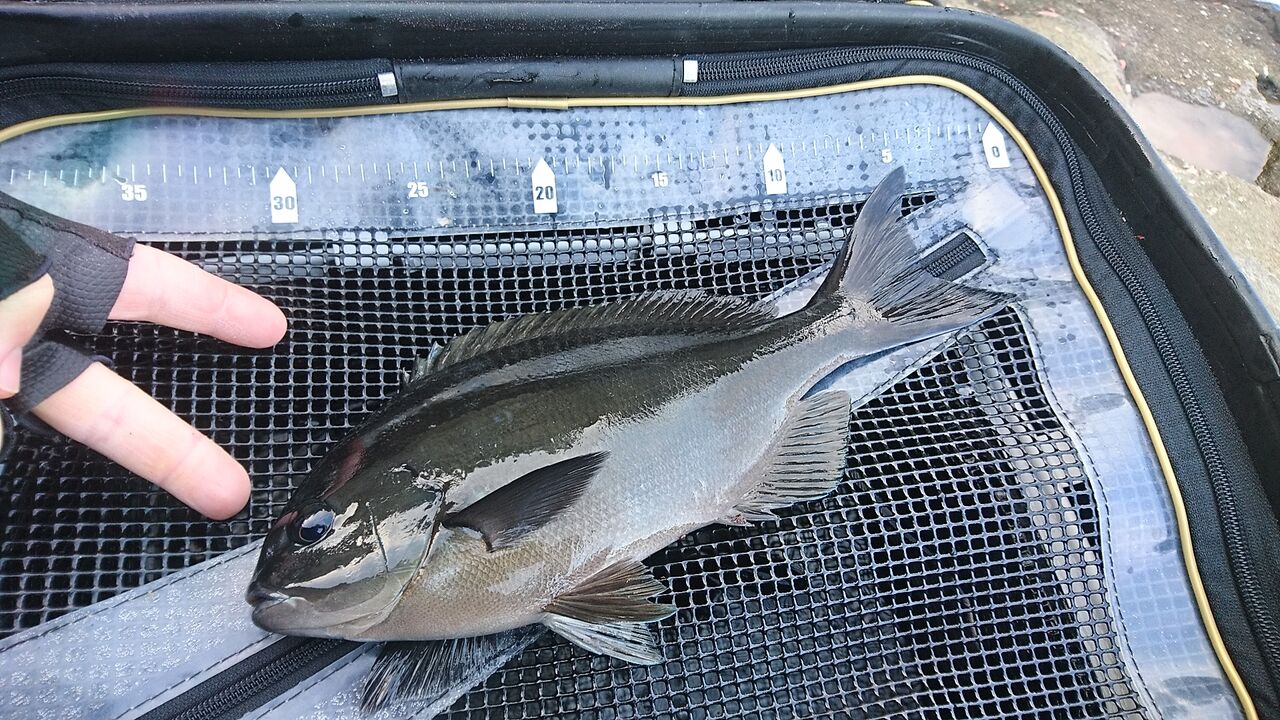 22年3月釣行記録 南伊豆でメジナ釣り 35 までの尾長と口太が15枚の好釣果 フカセ釣り 磯釣り 静岡県南伊豆町 入間 猪丸の釣りとグルメと