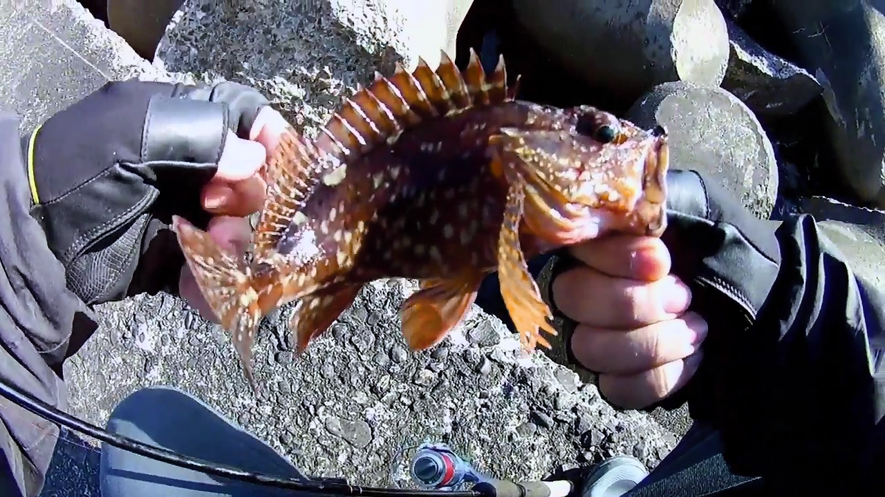 19年1月2日 釣行記録 堤防の穴釣りでカサゴ釣り ガシラ 猪丸の釣りとグルメと