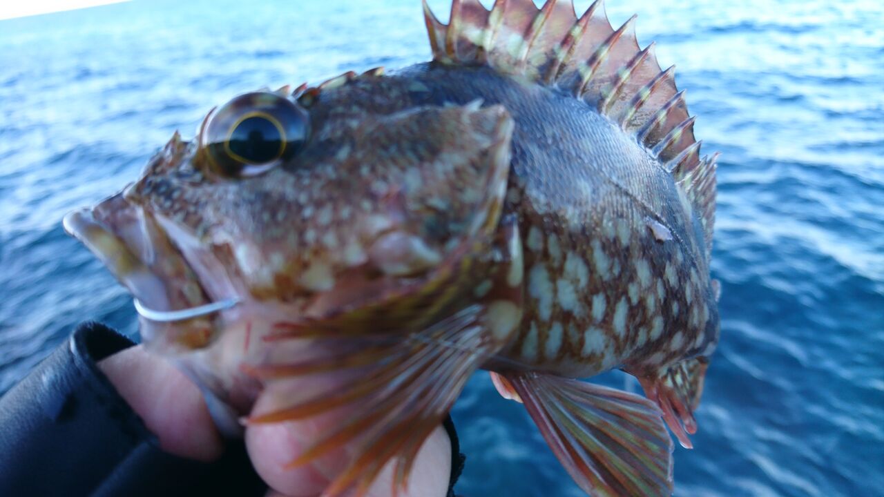 1月5日 地磯のフカセ釣りで惨敗 ガシラ カサゴ ばかり 猪丸の釣りとグルメと