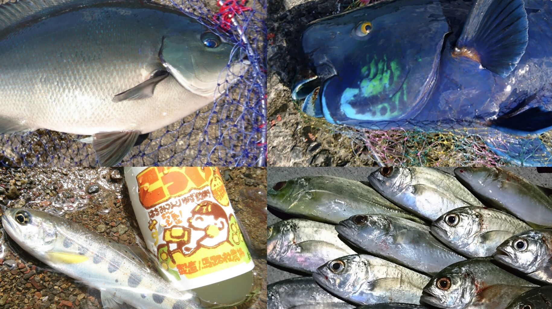 年総集編 フカセ釣りからライトゲーム 渓流まで 今年楽しかった釣りをまとめました 猪丸の釣り 猪丸の釣りとグルメと 年総集編 フカセ釣りからライトゲーム 渓流まで 今年楽しかった釣りをまとめました 猪丸の釣り 猪丸の釣りとグルメと