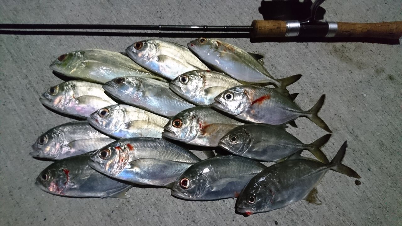 年総集編 フカセ釣りからライトゲーム 渓流まで 今年楽しかった釣りをまとめました 猪丸の釣り 猪丸の釣りとその他諸々