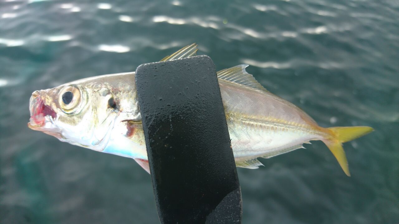 ダイワ グレメタル フカセ ウキ釣 ハリス 楽天市場】T.I.D TYPE