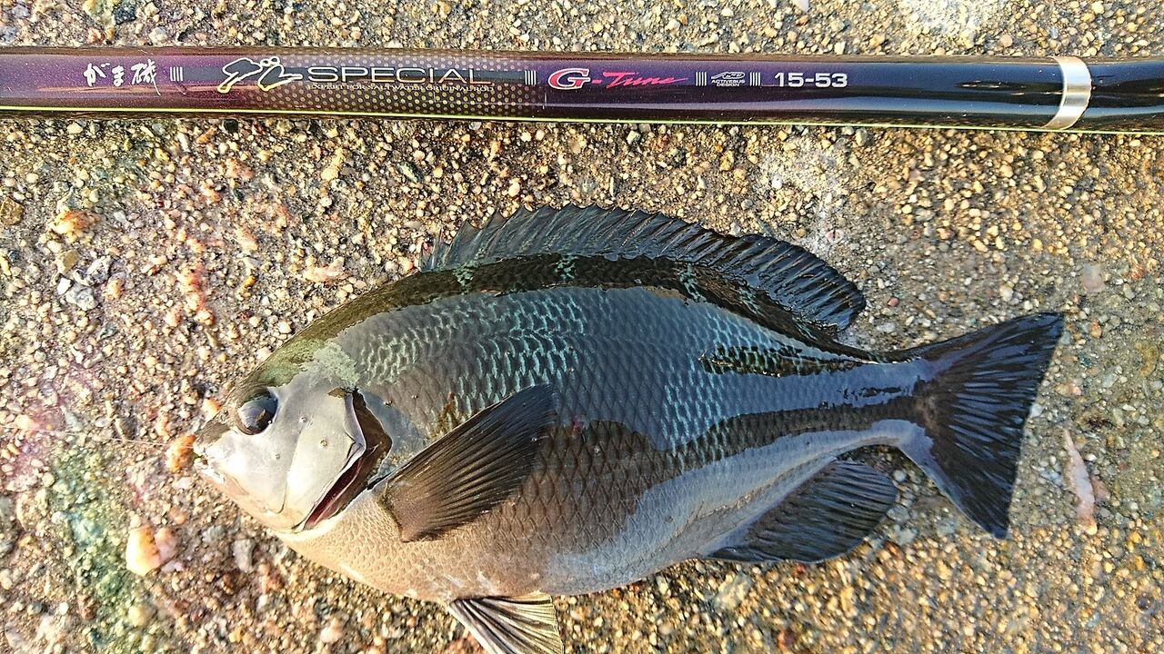 ダイワ　グレメタル　フカセ　ウキ釣　ハリス ダイワ グレメタル フカセ ウキ釣 ハリス