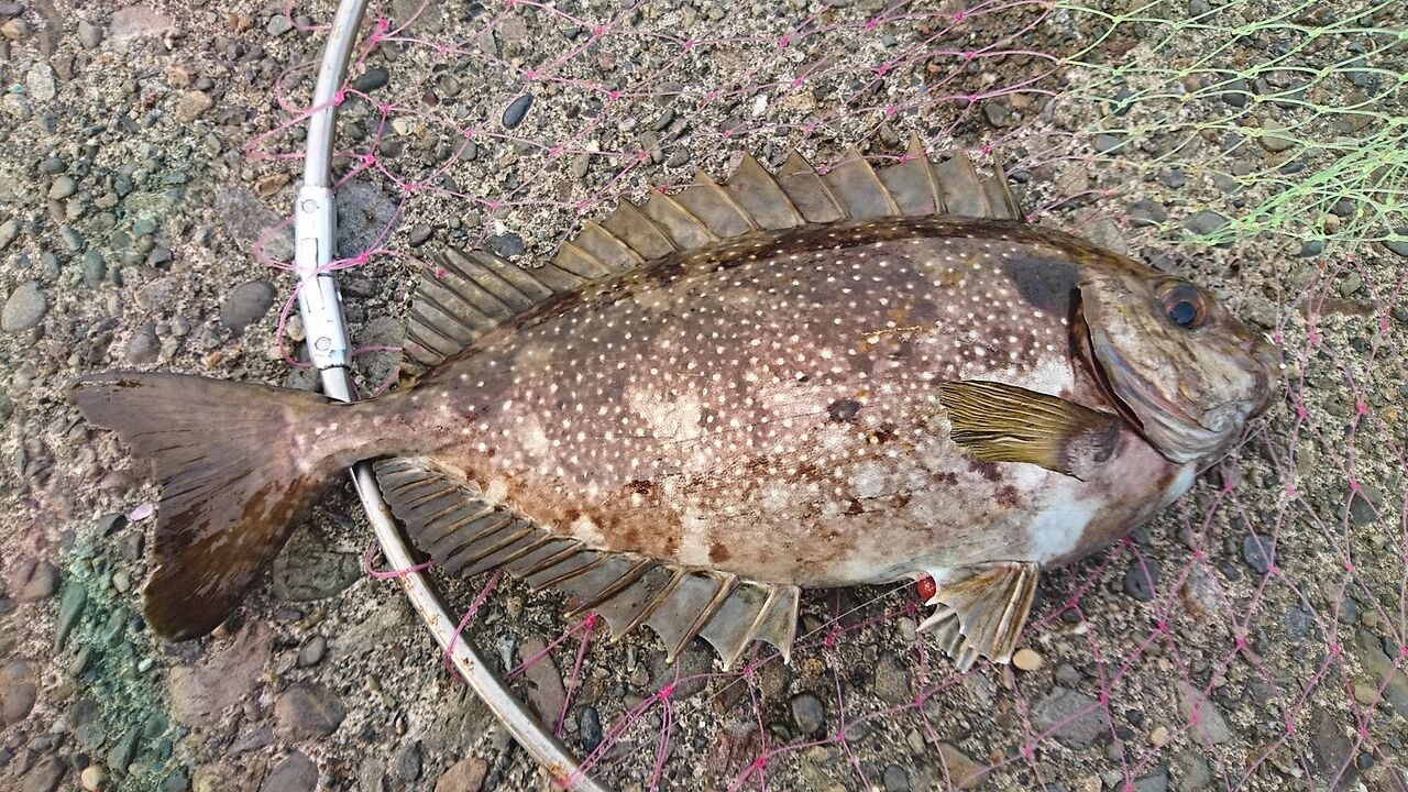 21年4月釣行記録 和歌山の堤防で春のフカセ釣り 40センチに迫るグレ メジナ 中紀の波止釣り 猪丸の釣りとその他諸々 21年4月釣行記録 和歌山の堤防で春のフカセ釣り 40センチに迫るグレ メジナ 中紀の波止釣り 猪丸の釣りとその他諸々