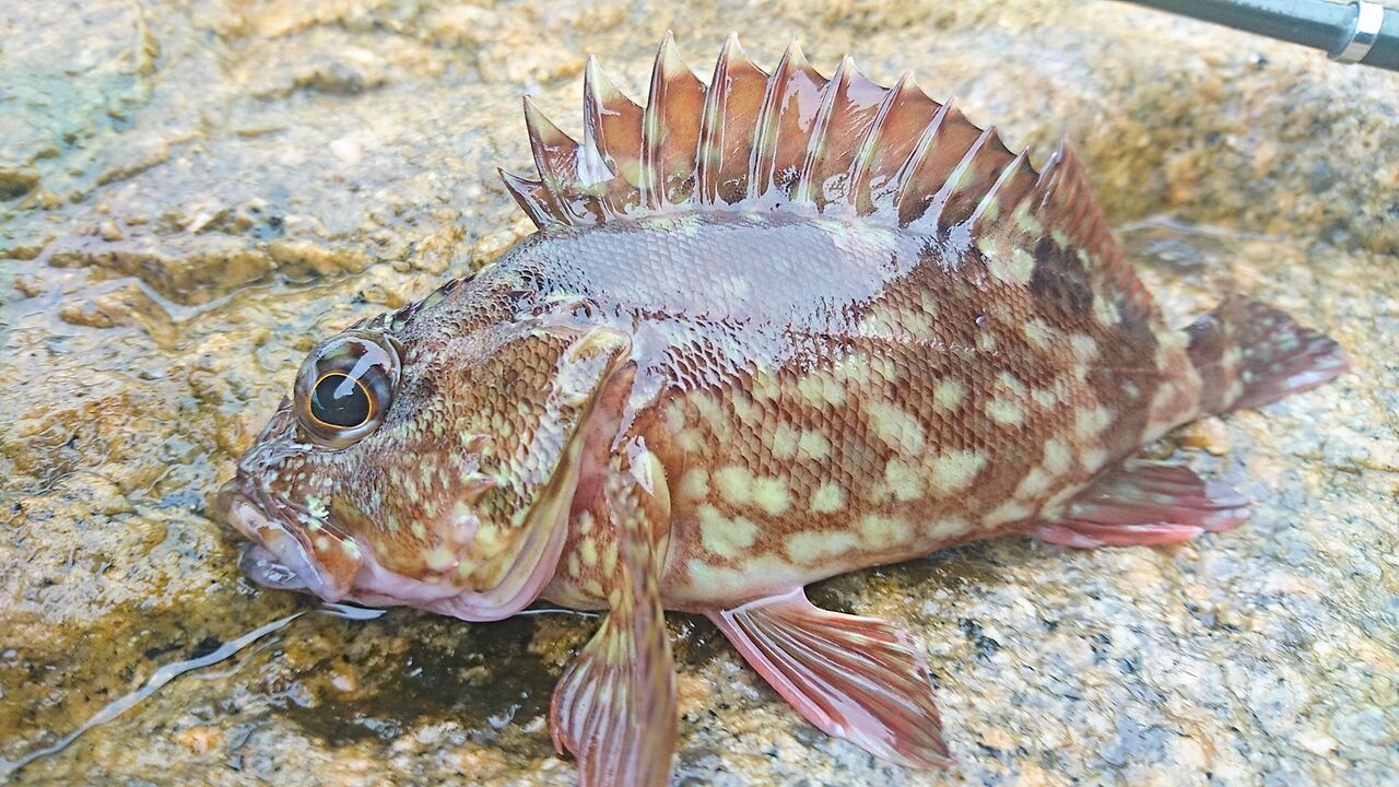 21年7月釣行記録 高知の堤防でライトゲーム 小さいクエとガシラ カサゴ が爆釣 高知県中部の海釣り 猪丸の釣りとグルメと