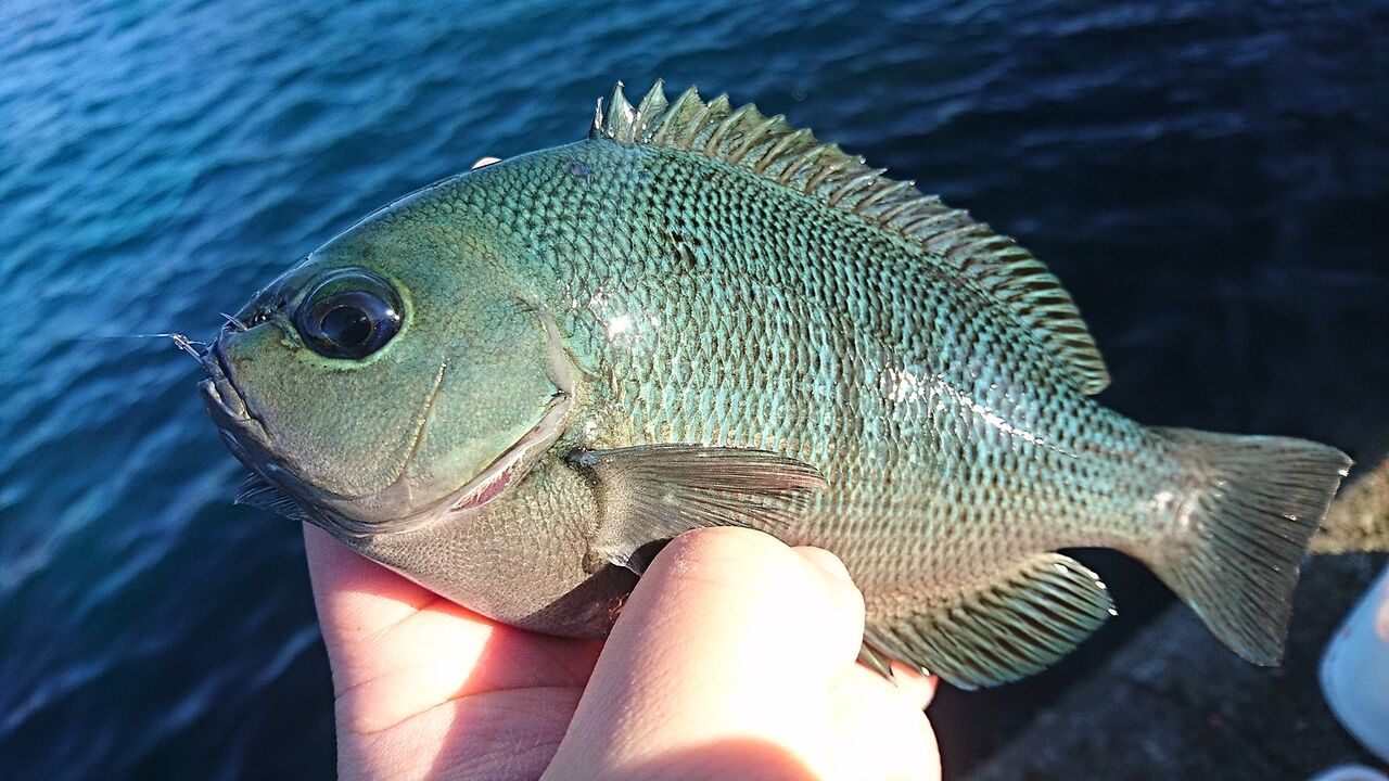 21年1月釣行記録 熊野の堤防フカセ釣りでグレ 防波堤でのんびり釣り 三重県熊野市 猪丸の釣りとその他諸々