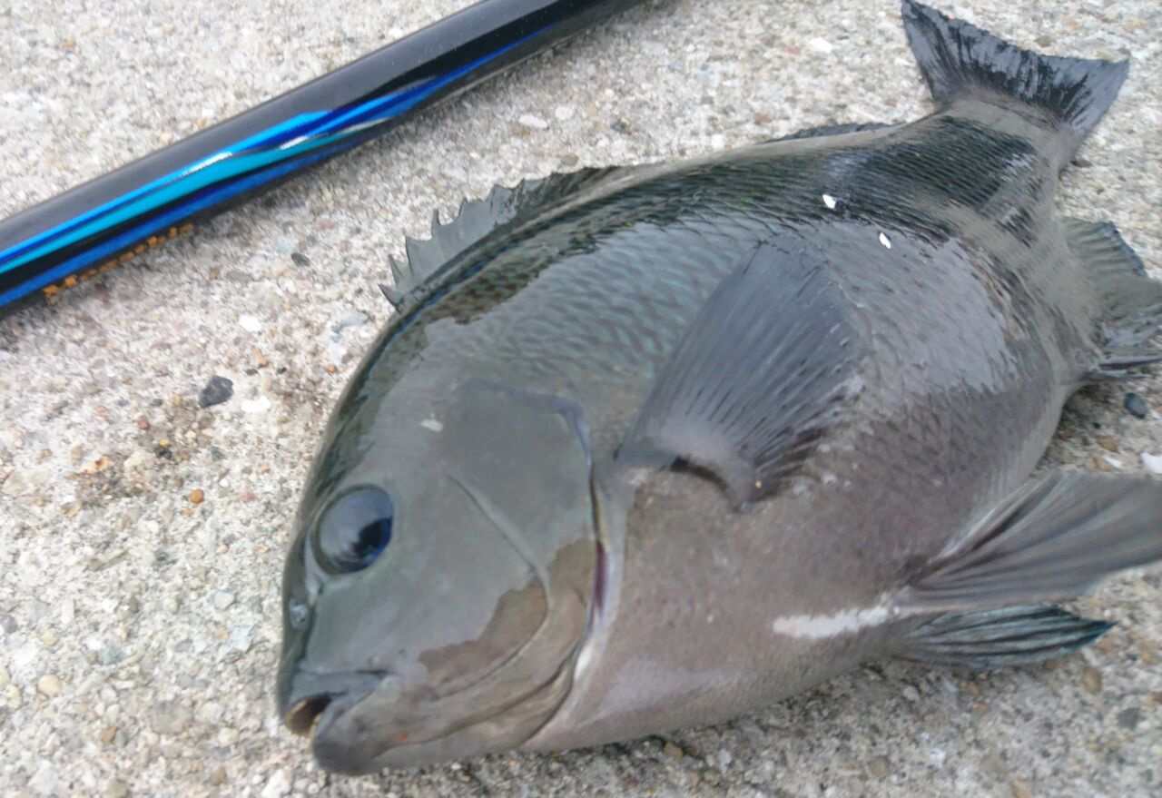 年釣行記録 神戸 配合エサだけで堤防フカセ釣り 波止のグレ釣り アミパワーグレ 爆寄せグレ 掛かりすぎ口太 ファイングレのインプレ 猪丸の釣りとその他諸々
