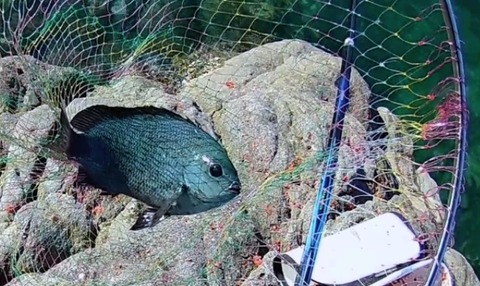 ウキ釣り フカセ釣りでオススメのヒシャク 柄杓 3選 がまかつ まき な インプレ 猪丸の釣りとグルメと ウキ釣り フカセ釣りでオススメのヒシャク 柄杓 3選 がまかつ まき な インプレ 猪丸の釣りとグルメと