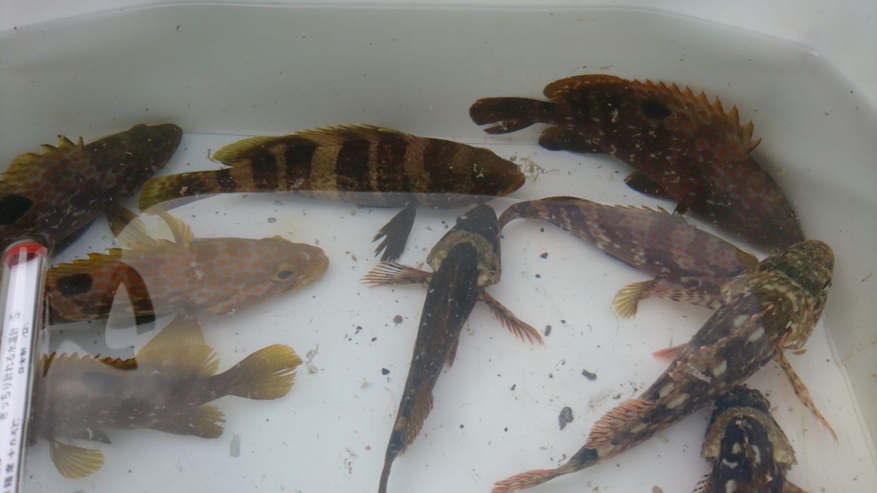 キジハタゲーム ルアーでのアコウ釣り 釣り方 狙い方 など 日本海 若狭湾 動画あり 猪丸の釣りとグルメと キジハタゲーム ルアーでのアコウ釣り 釣り方 狙い方 など 日本海 若狭湾 動画あり 猪丸の釣りとグルメと