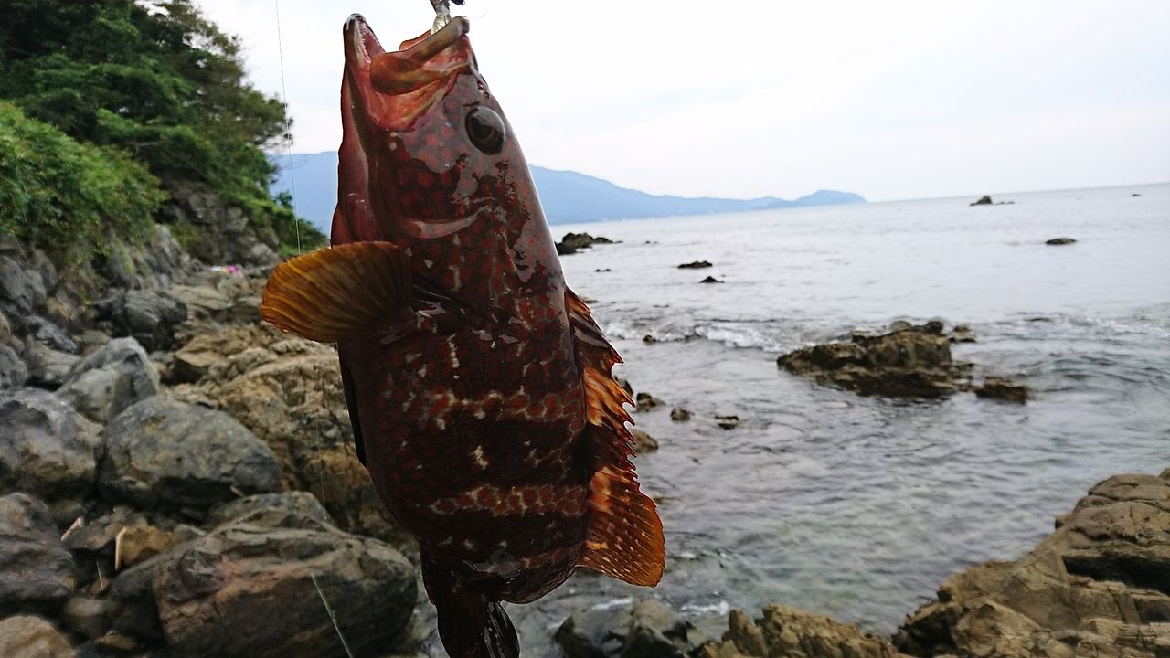 堤防 ゴロタ 磯で アコウ キジハタ の釣り方 狙い方 餌 ルアー 泳がせ 日本海 若狭湾エリア 動画あり 猪丸の釣りとその他諸々 堤防 ゴロタ 磯で アコウ キジハタ の釣り方 狙い方 餌 ルアー 泳がせ 日本海 若狭湾エリア 動画あり 猪丸の釣りとその他諸々