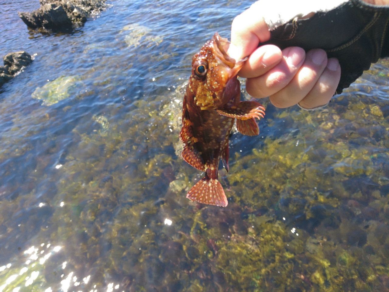 キジハタゲーム ルアーでのアコウ釣り 釣り方 狙い方 など 日本海 若狭湾 動画あり 猪丸の釣りとグルメと キジハタゲーム ルアーでのアコウ釣り 釣り方 狙い方 など 日本海 若狭湾 動画あり 猪丸の釣りとグルメと