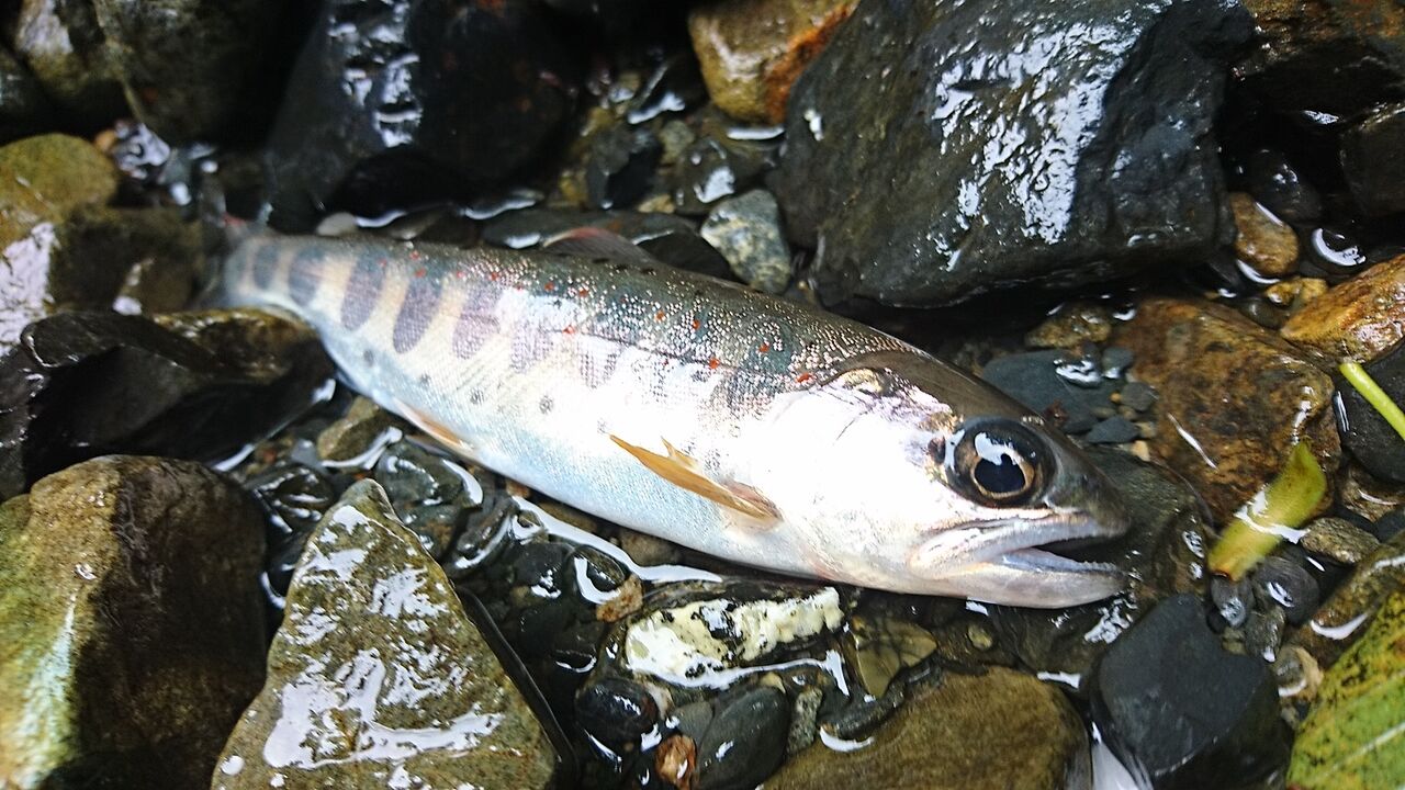 大阪京都滋賀エリア 遊漁券のいらない川でのアマゴ釣り ポイントや考え方など 遊漁券無料 猪丸の釣りとその他諸々 大阪京都滋賀エリア 遊漁券のいらない川でのアマゴ釣り ポイントや考え方など 遊漁券無料 猪丸の釣りとその他諸々