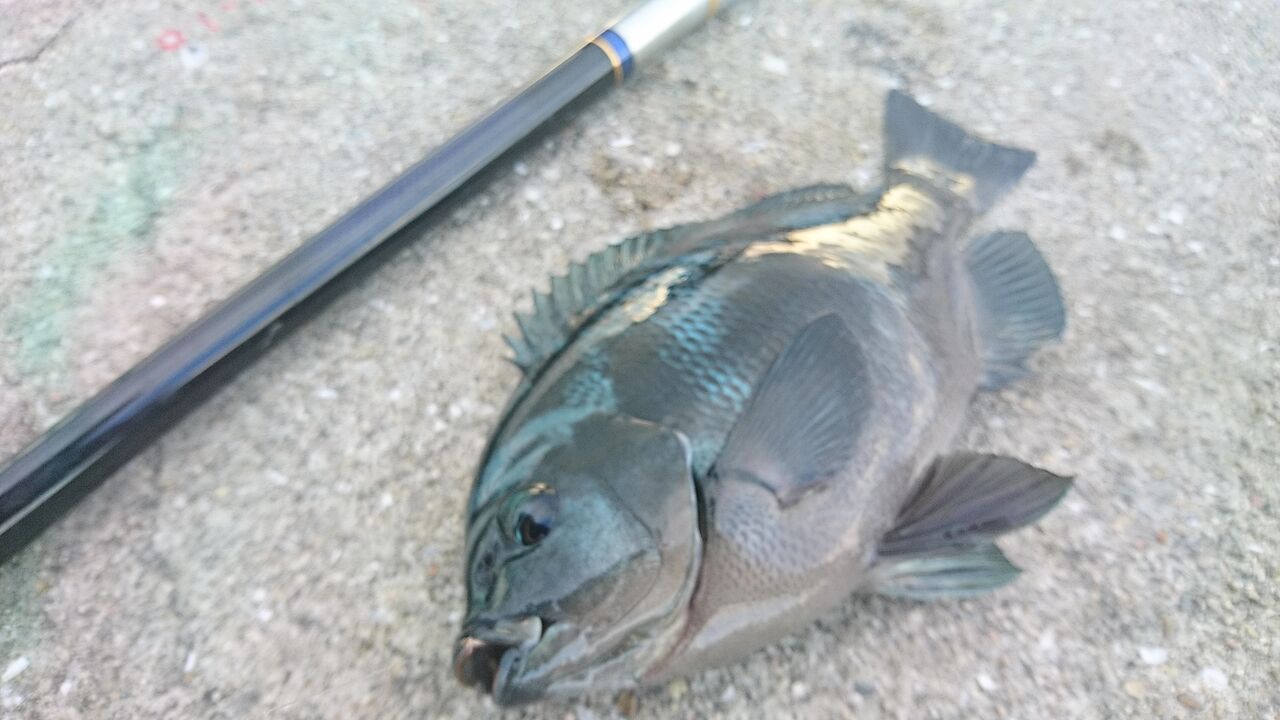 ダイワ】紫電メガディスのインプレ！波止グレ釣り【磯竿 インプレ