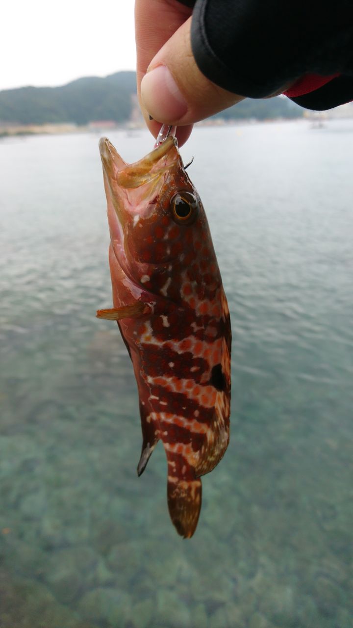キジハタゲーム ルアーでのアコウ釣り 釣り方 狙い方 など 日本海 若狭湾 動画あり 猪丸の釣りとその他諸々 キジハタゲーム ルアーでのアコウ釣り 釣り方 狙い方 など 日本海 若狭湾 動画あり 猪丸の釣りとその他諸々