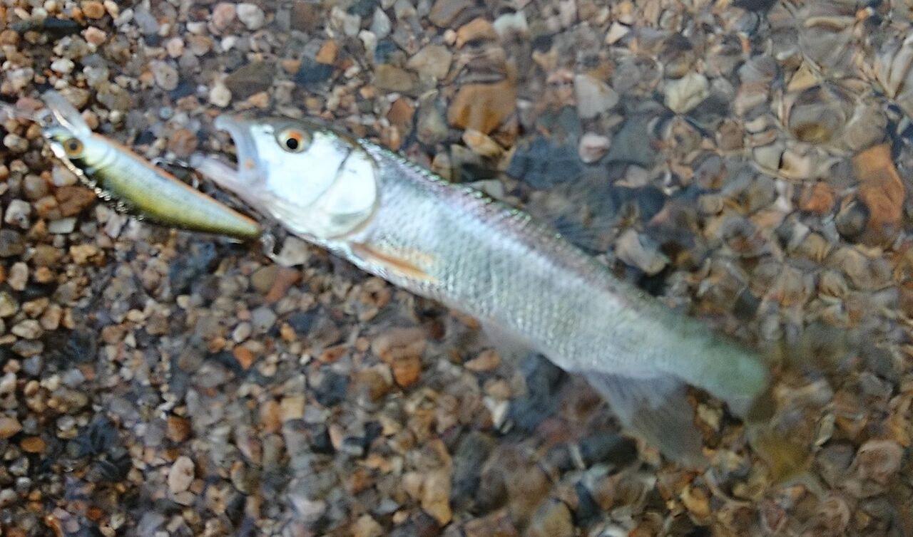 21年7月釣行記録 琵琶湖でハスのルアー釣り ミノーで10匹越えの好釣果 ハス釣り ケタバス釣り ハス料理 猪丸の釣りとグルメと