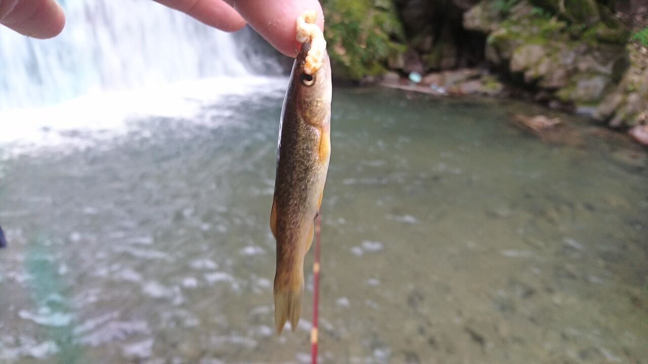 大阪京都滋賀エリア 遊漁券のいらない川でのアマゴ釣り ポイントや考え方など 遊漁券無料 猪丸の釣りとグルメと