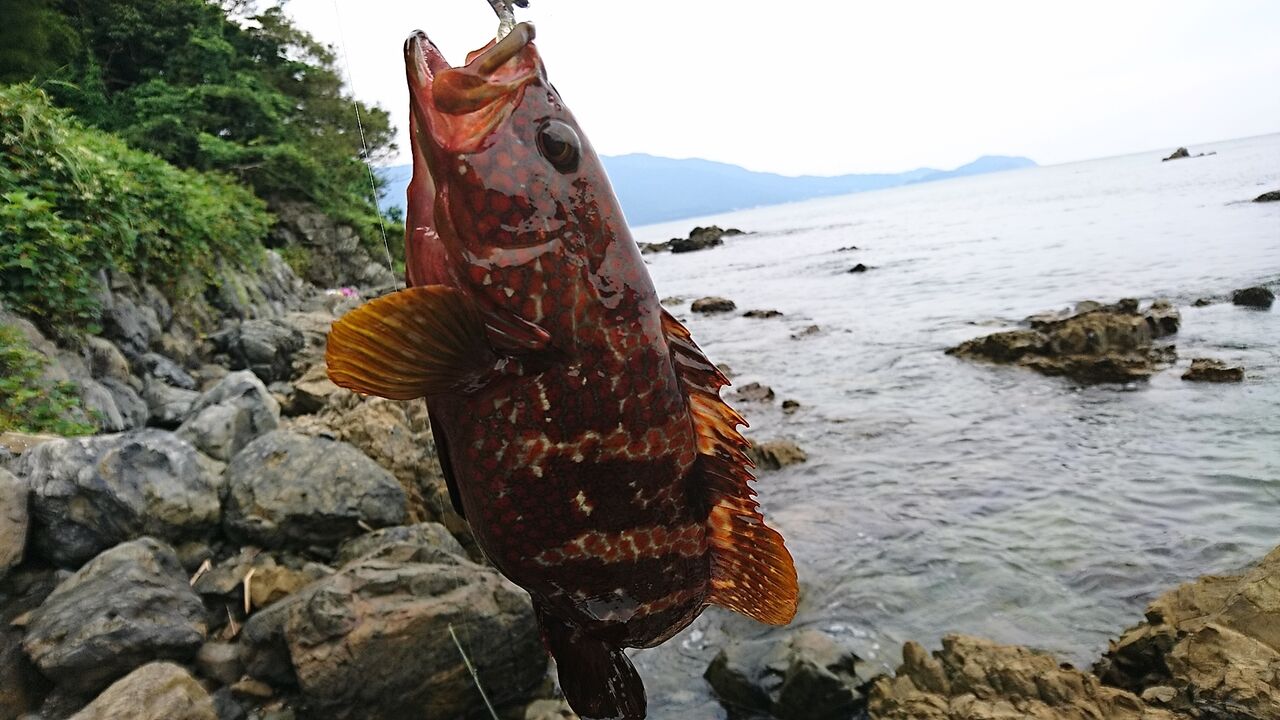 19年8月釣行記録 福井県 敦賀のゴロタでアコウ キジハタ ゲームとちょい投げ ロックフィッシュ 猪丸の釣りとグルメと 19年8月釣行記録 福井県 敦賀のゴロタでアコウ キジハタ ゲームとちょい投げ ロックフィッシュ 猪丸の釣りとグルメと