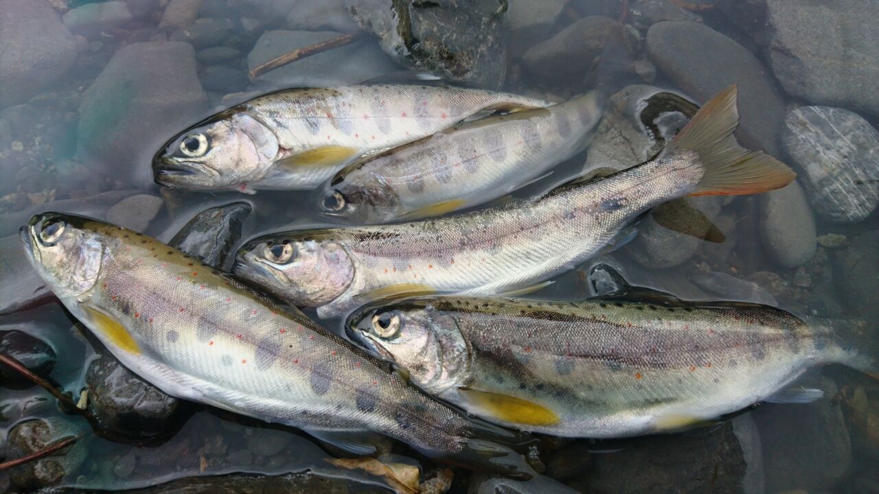 渓流釣り 水筒に魚を入れると超便利 渓流でオススメのクーラーボックス選び 和平フレイズ水筒800mlとダイワのウエストクリール アマゴ釣り イワナ釣り 猪丸の釣りとグルメと