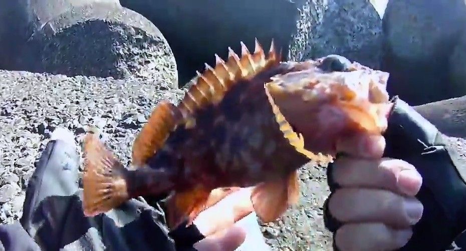 19年1月2日 釣行記録 堤防の穴釣りでカサゴ釣り ガシラ 猪丸の釣りとグルメと
