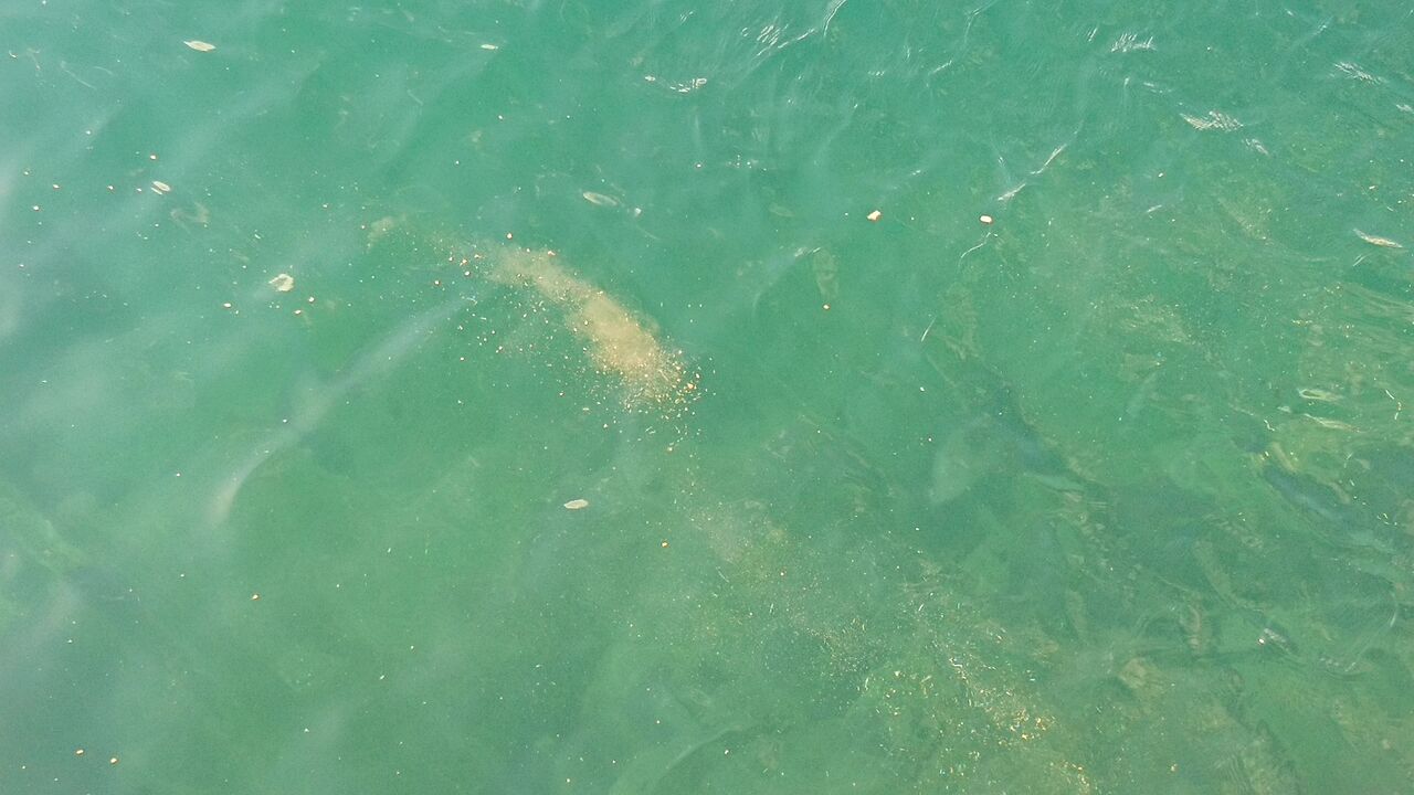 フカセ釣り 撒き餌 グレ メジナ釣りのマキエ オススメの配合エサ紹介 磯釣り堤防釣りの集魚材3選 グレパワーv9 グレベスト 爆寄せグレ 猪丸の釣りとグルメと