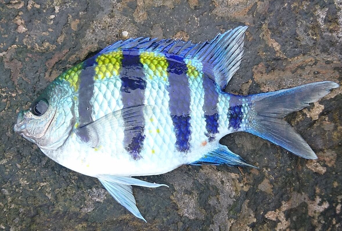 オヤビッチャ料理 オヤビッチャの刺身の味は 熱帯魚を食べる 猪丸の釣りとグルメと