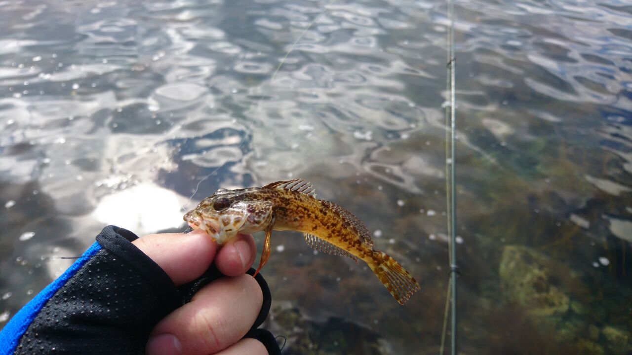 浅いゴロタ場は1gのジグヘッドで 浅場の穴釣り的ライトゲーム ガシラ カサゴ ムラソイ アコウ キジハタ 猪丸の釣りとグルメと 浅いゴロタ場は1gのジグヘッドで 浅場の穴釣り的ライトゲーム ガシラ カサゴ ムラソイ アコウ キジハタ 猪丸の釣りとグルメと