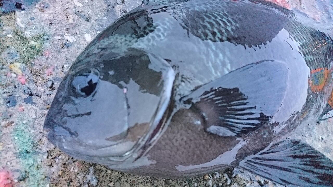 年10月釣行記録 神戸 フカセ釣りでグレ チヌ アジ サバ 堤防釣り 猪丸の釣りとグルメと