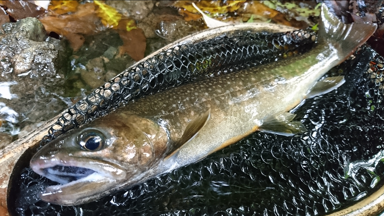 パックロッド】汎用性抜群のコンパクトロッド！ダイワ ファントムTR