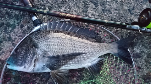 美品！！インテッサG5 125-53 がまかつインテッサGⅢ 125-53 磯竿 がま磯インテッサG3 2-50 がまかつ