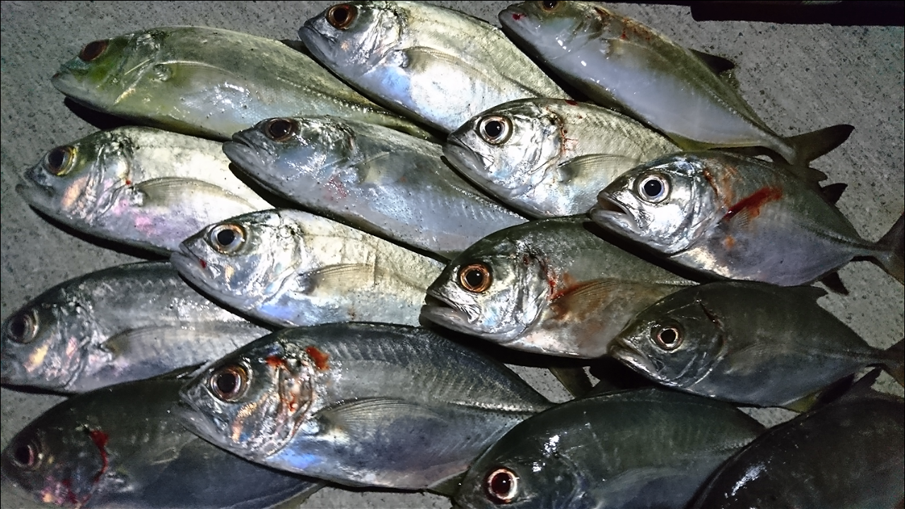 メッキは赤身 白身 高知で釣ったメッキの刺身と塩焼き ライトゲーム 猪丸の釣りとその他諸々 メッキは赤身 白身 高知で釣ったメッキの刺身と塩焼き ライトゲーム 猪丸の釣りとその他諸々