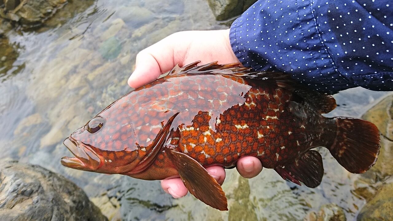 パックロッド】汎用性抜群のコンパクトロッド！ダイワ ファントムTR