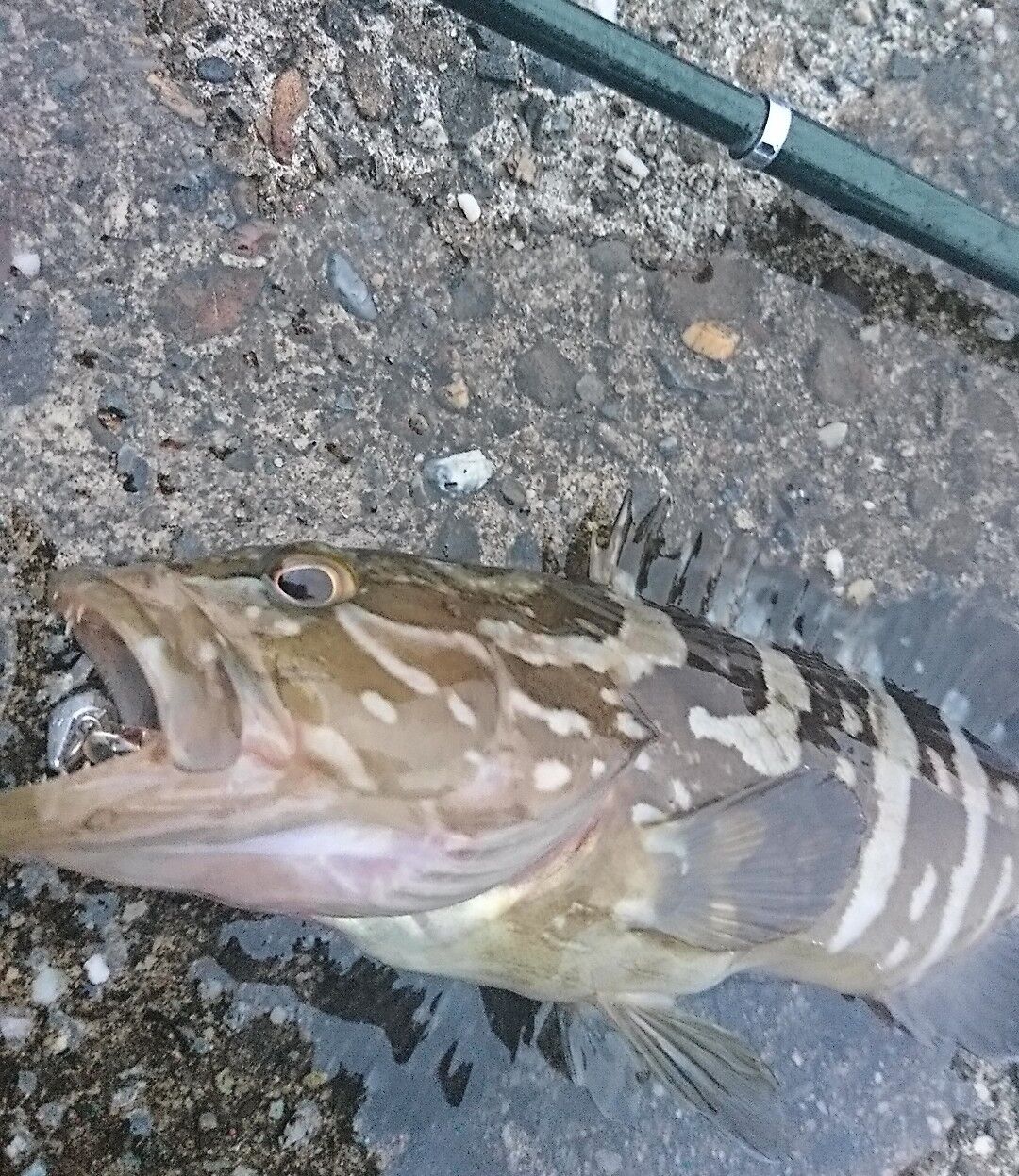 21年7月釣行記録 高知の堤防でライトゲーム 小さいクエとガシラ カサゴ が爆釣 高知県中部の海釣り 猪丸の釣りとグルメと