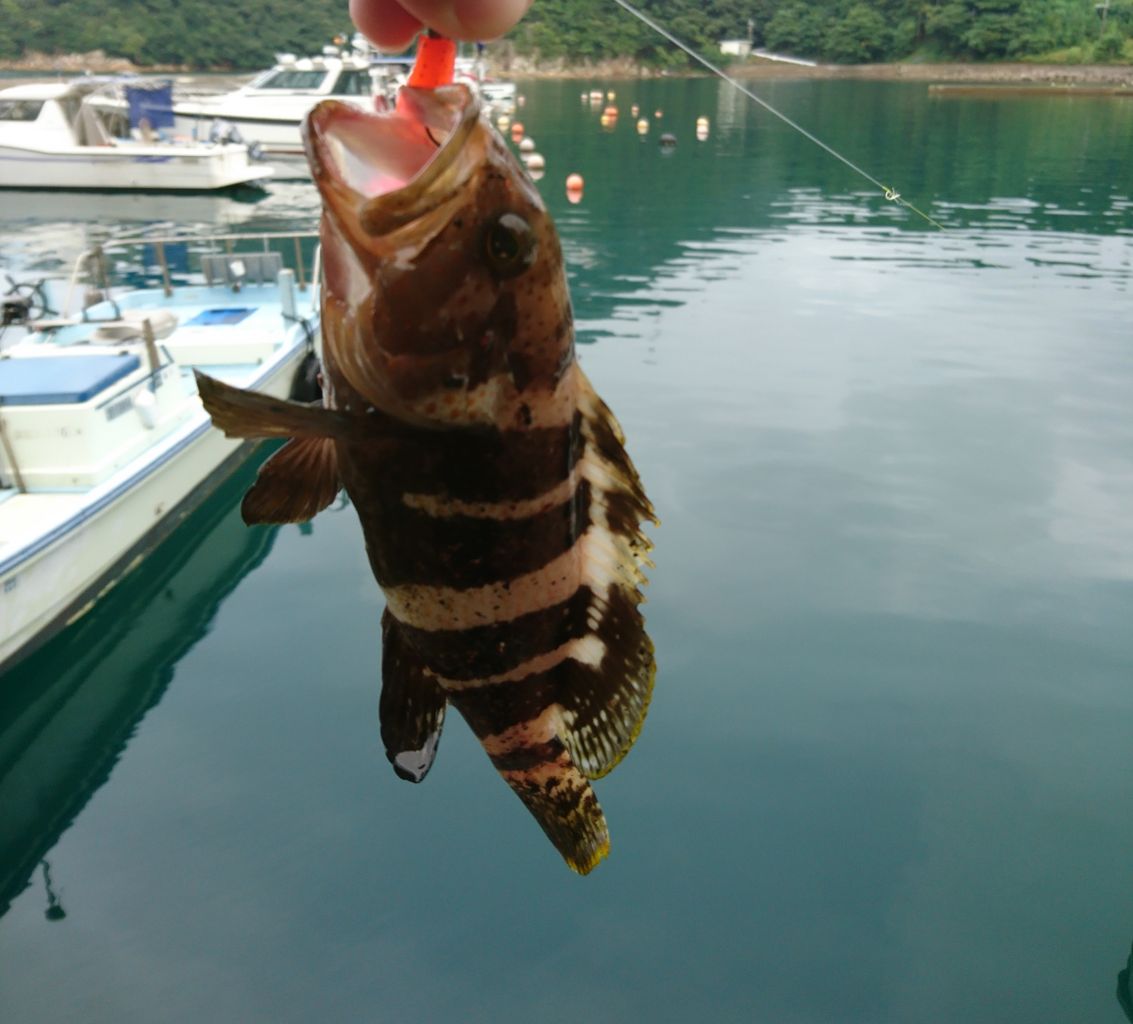 堤防 ゴロタ 磯で アコウ キジハタ の釣り方 狙い方 餌 ルアー 泳がせ 日本海 若狭湾エリア 動画あり 猪丸の釣りとグルメと
