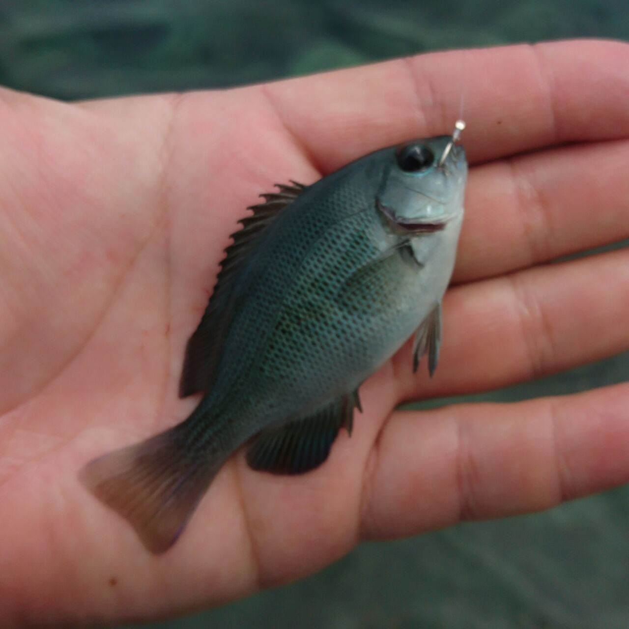 170時間 グレ メジナ を1週間寝かしました 一週間熟成の味やいかに 熟成魚 猪丸の釣りとグルメと