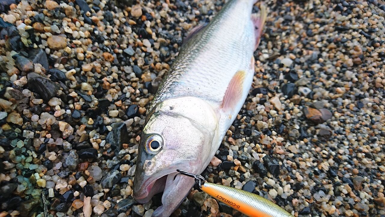 21年6月釣行記録 ケタバス釣り 琵琶湖でハス釣り 肉食淡水魚をルアーで狙う ハス釣り ハス料理 猪丸の釣りとグルメと 21年6月釣行記録 ケタバス釣り 琵琶湖でハス釣り 肉食淡水魚をルアーで狙う ハス釣り ハス料理 猪丸の釣りとグルメと