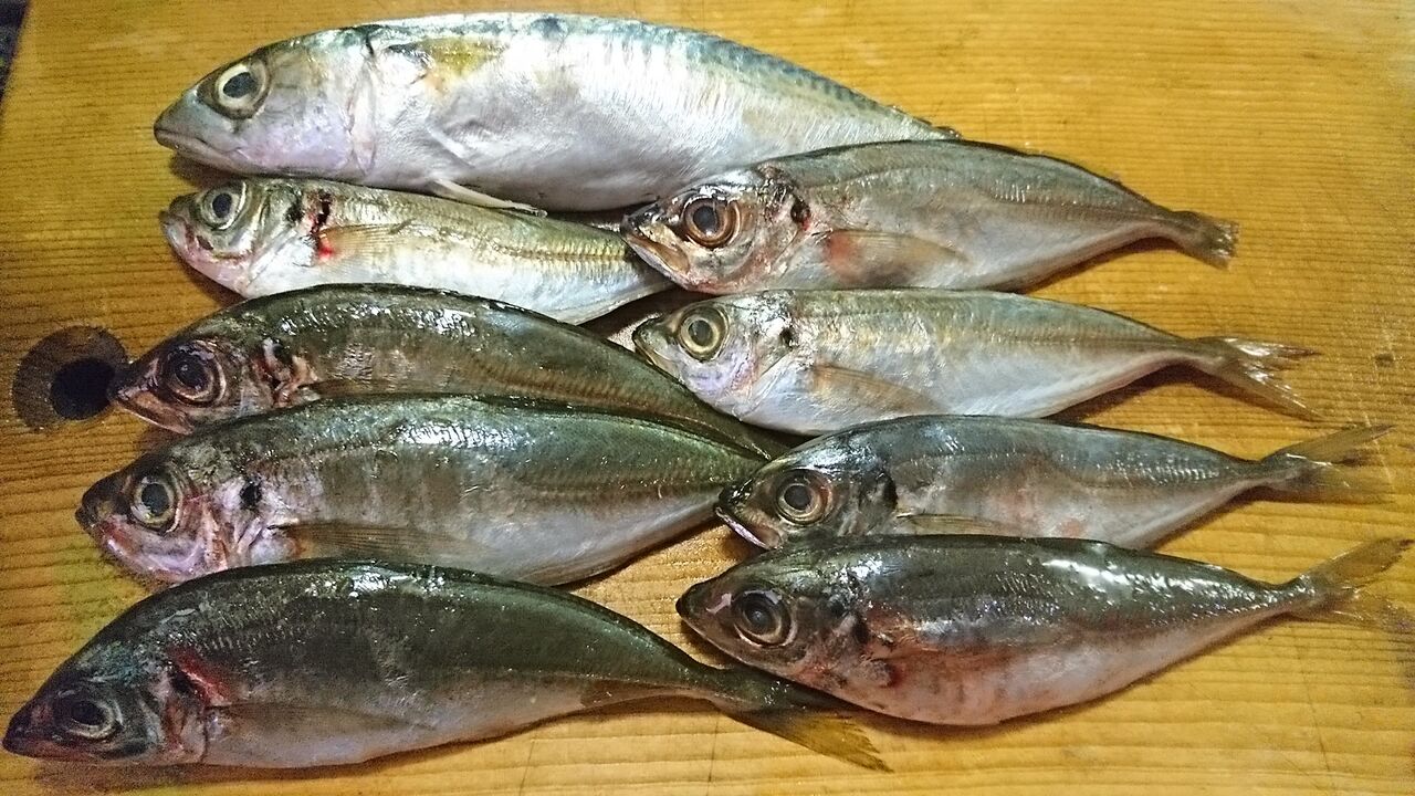 2020年10月釣行記録 【神戸】防波堤でグレ、チヌ、アジ！ダイワ