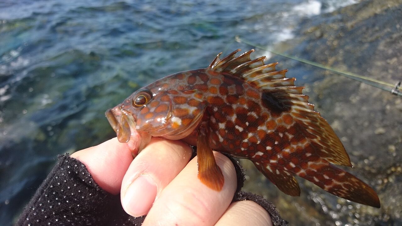 21年7月釣行記録 福井でアコウ釣り 小さいながらも14匹 ガシラ カサゴ も合わせて匹越えの好釣果 猪丸の釣りとグルメと