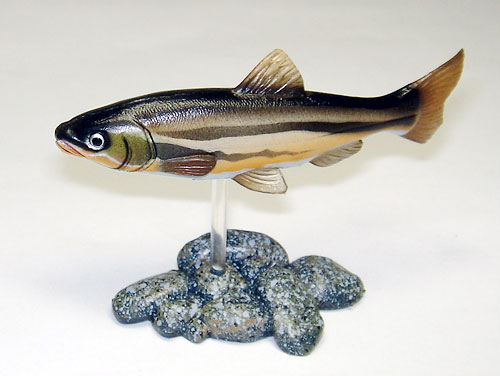 ユージン「原色淡水魚図鑑1 [改訂版] 」レビュー : 食玩トピックス