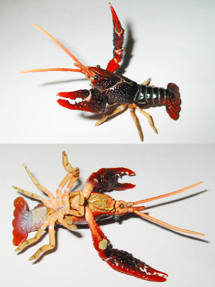 原色甲殻類エビ・カニ図鑑」レビュー : 食玩トピックス