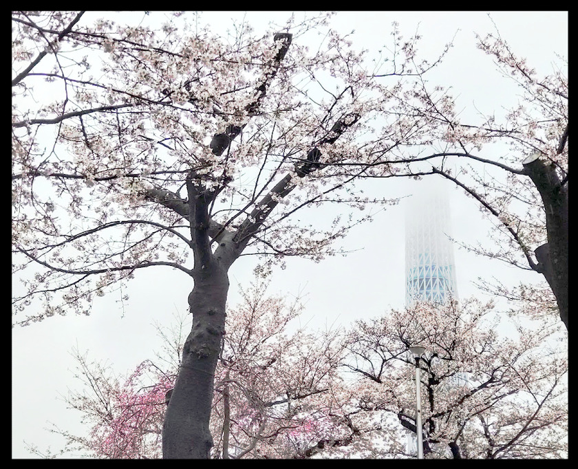 春雨の降りしきる浅草桜ツアー(桜橋花まつり@浅草)⑥